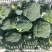 甘肃西兰花定西西兰花新鲜直采西兰花露天种植