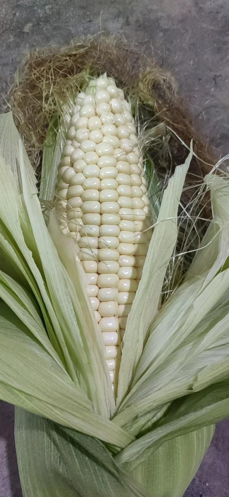黏玉米糯玉米夏津粮蔬种植基地大量供应黏玉米