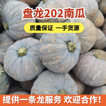 【牛商推荐】磨盘南瓜盘龙202南瓜一手货源产地直发