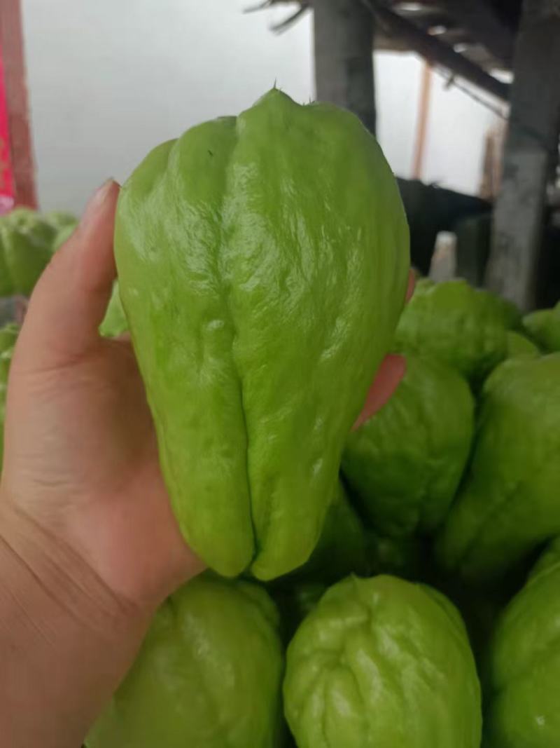 精品佛手瓜，上市了！！