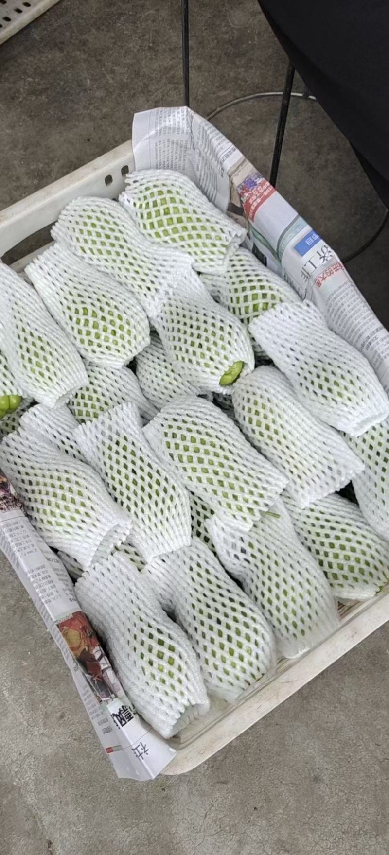 精品佛手瓜，上市了！！