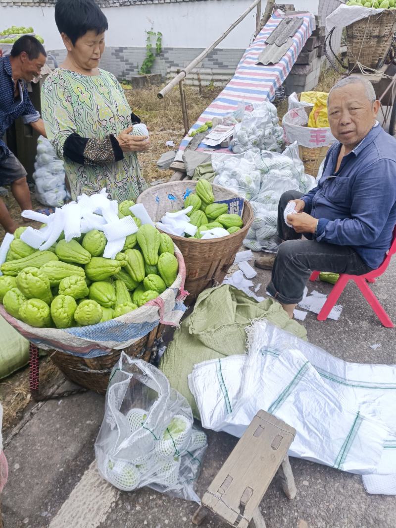 精品佛手瓜，上市了！！