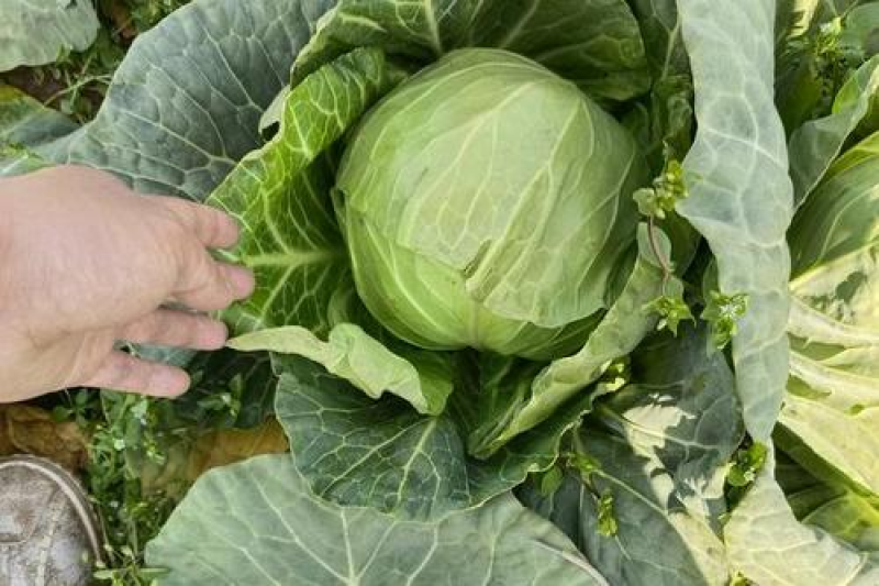 吉林圆包菜基地直发一手货源量大从优欢迎选购