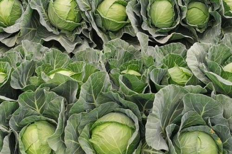 吉林圆包菜基地直发一手货源量大从优欢迎选购