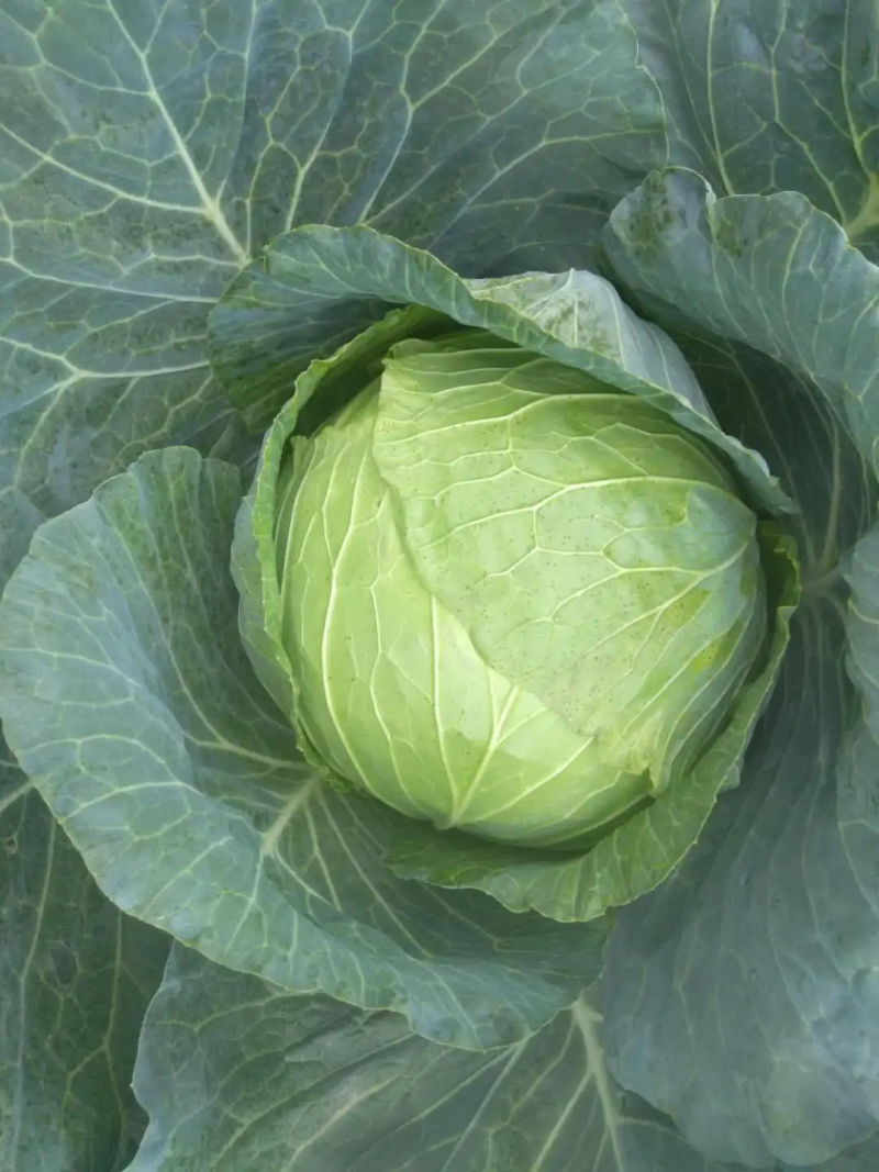 吉林圆包菜基地直发一手货源量大从优欢迎选购