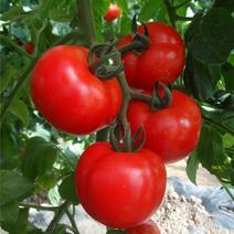 大红168番茄种子原装蔬菜种子耐低温抗病抗热西红柿种子