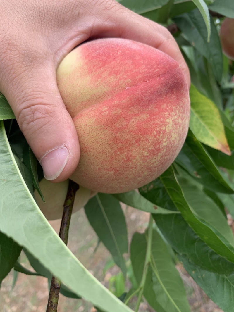 美脆毛桃