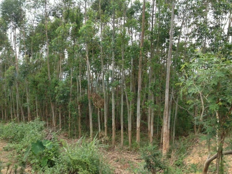 广元市大石镇五一村三组土地山林