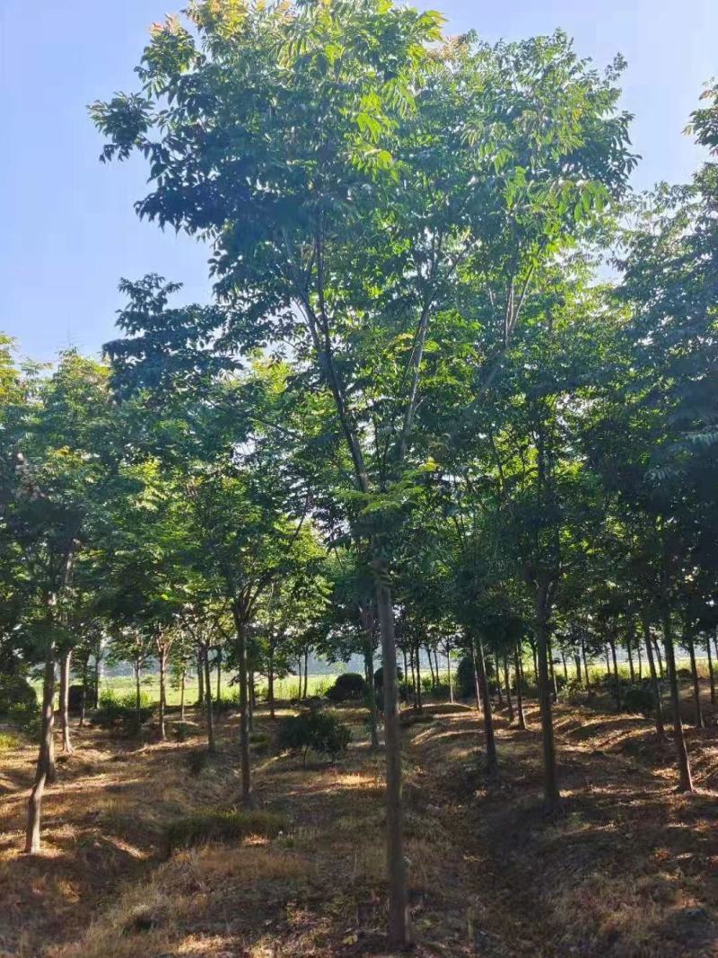 近期栾树绿化园林10公分12公分15公分栾树价格