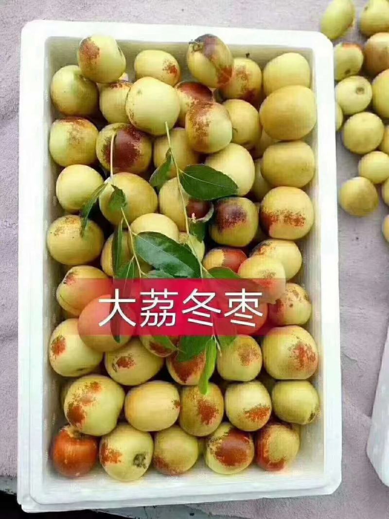 《大荔冬枣》大量上市/陕西冬枣/酥脆甜/产地直发质量保证