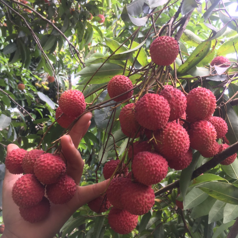 广东惠州荔枝桂味大量批发大果小籽量大糯米糍也有