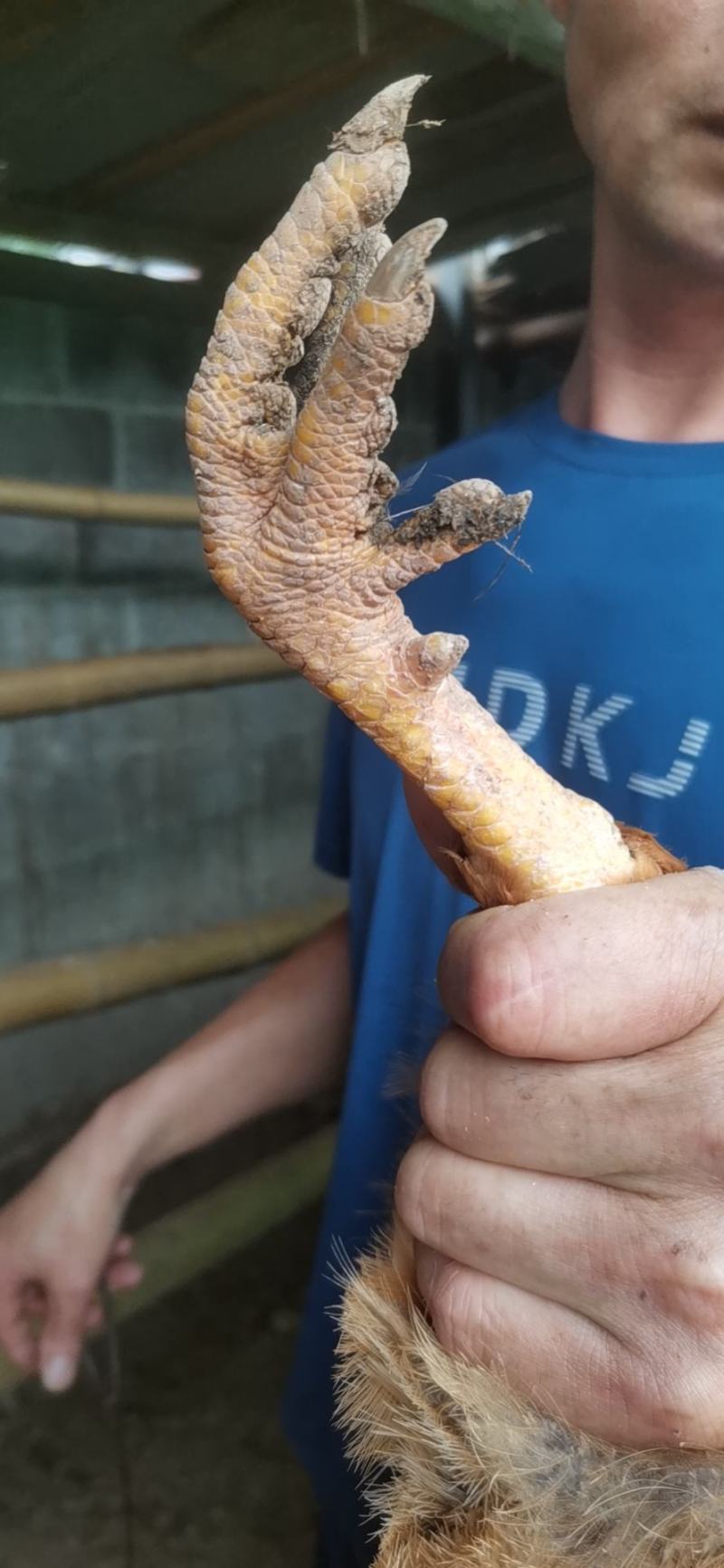 土鸡