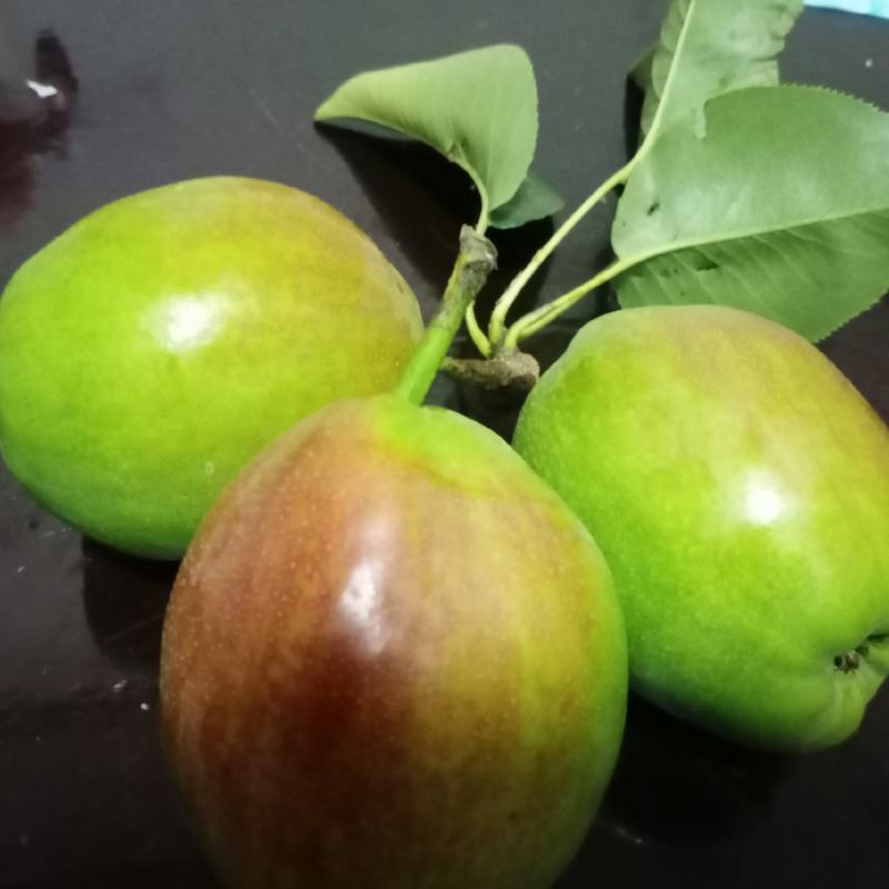 新梨七号香梨，绿宝石梨，丰水梨，雪梨鸭梨主产地，保质保量