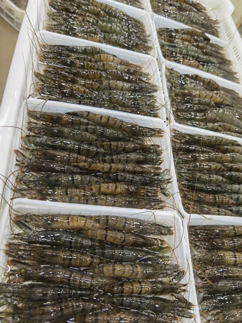 活冻黑虎虾高品质国产本地草虾超大九节虾老虎虾竹节虾