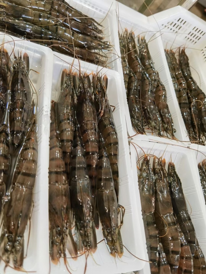 活冻黑虎虾高品质国产本地草虾超大九节虾老虎虾竹节虾
