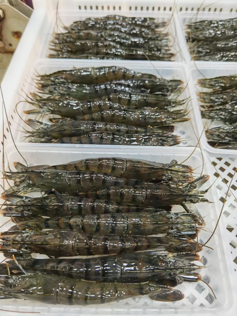 活冻黑虎虾高品质国产本地草虾超大九节虾老虎虾竹节虾