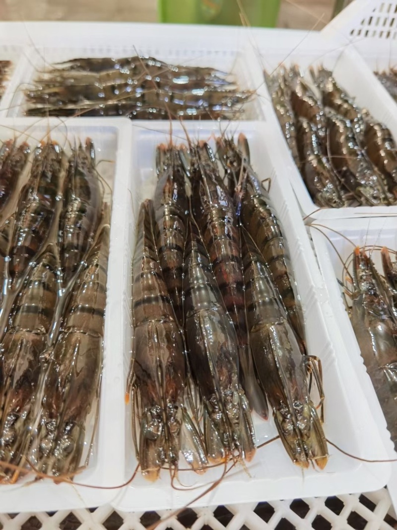 活冻黑虎虾高品质国产本地草虾超大九节虾老虎虾竹节虾