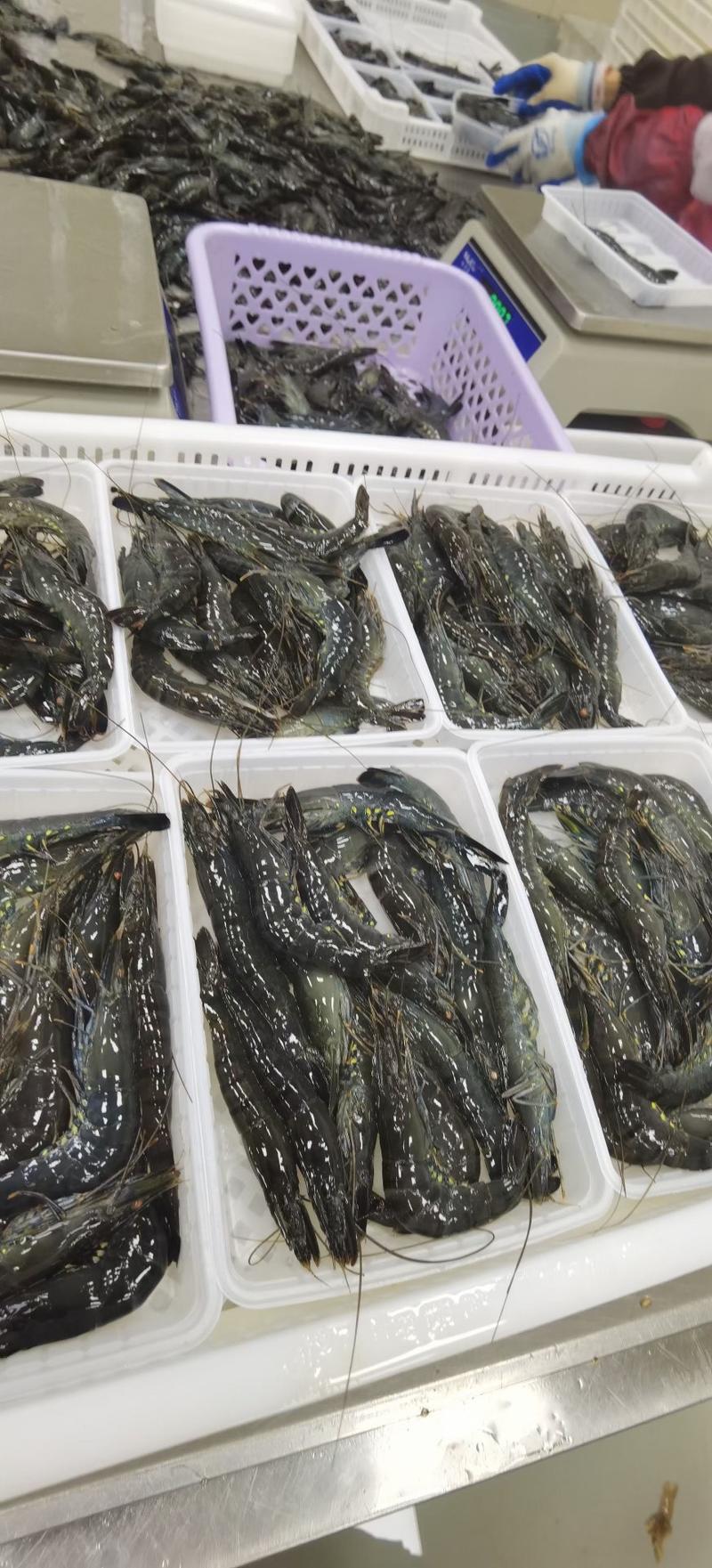 活冻黑虎虾高品质国产本地草虾超大九节虾老虎虾竹节虾