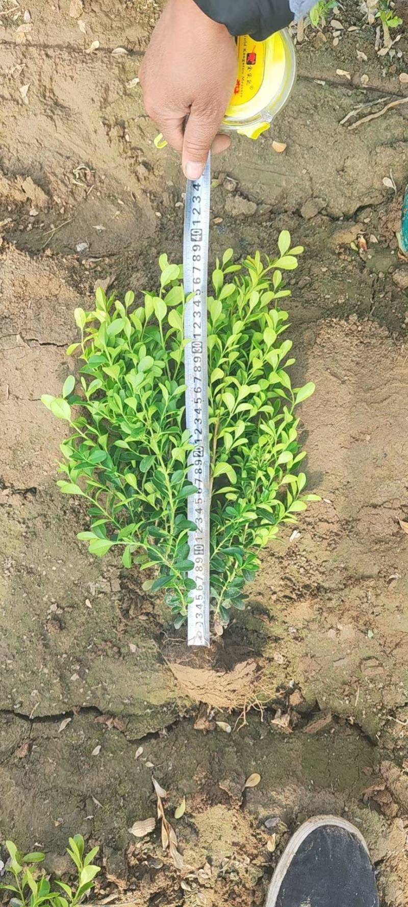 小叶黄样瓜子黄杨高度30-40-50有量