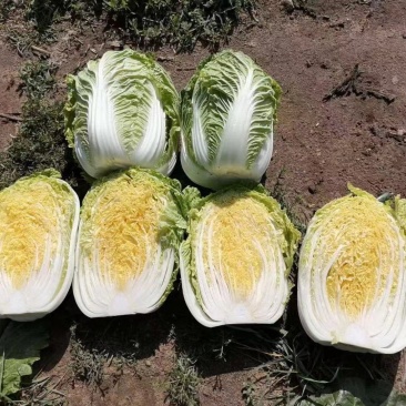 黄心白菜