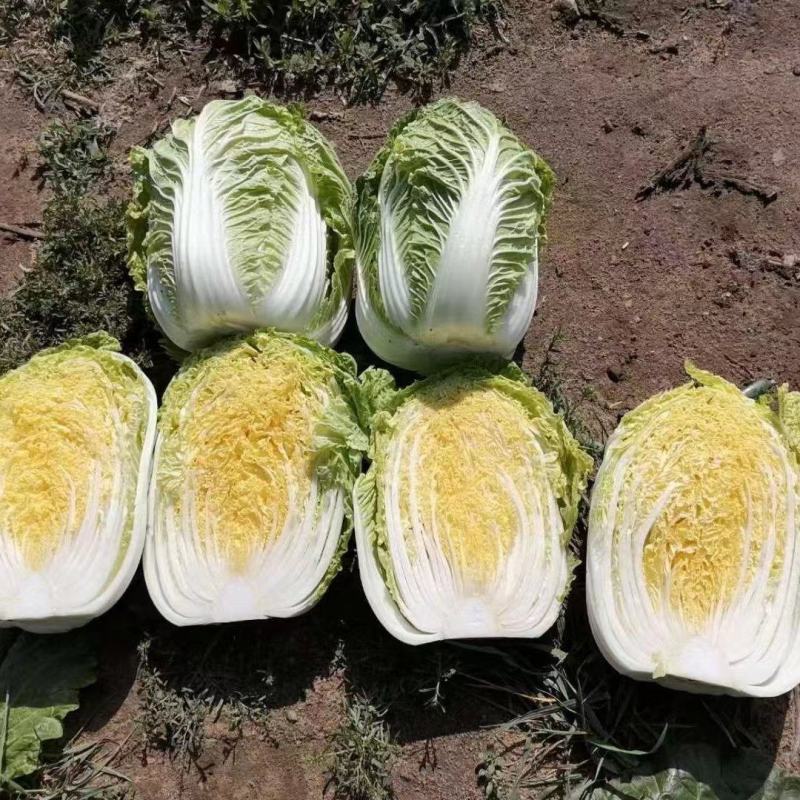 黄心白菜