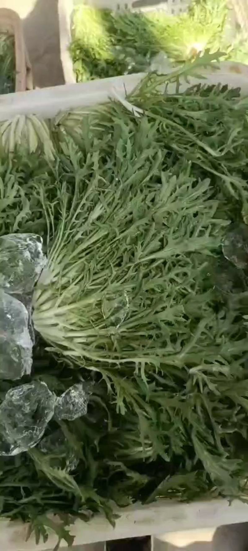 辽宁沈阳苦菊大量上市大朋货，在邯郸联邦物流园售卖