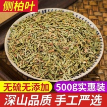 野生侧柏叶天然生发扁柏叶增发水新鲜晒干伯叶泡酒洗发防脱发