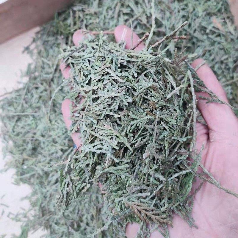 野生侧柏叶天然生发扁柏叶增发水新鲜晒干伯叶泡酒洗发防脱发