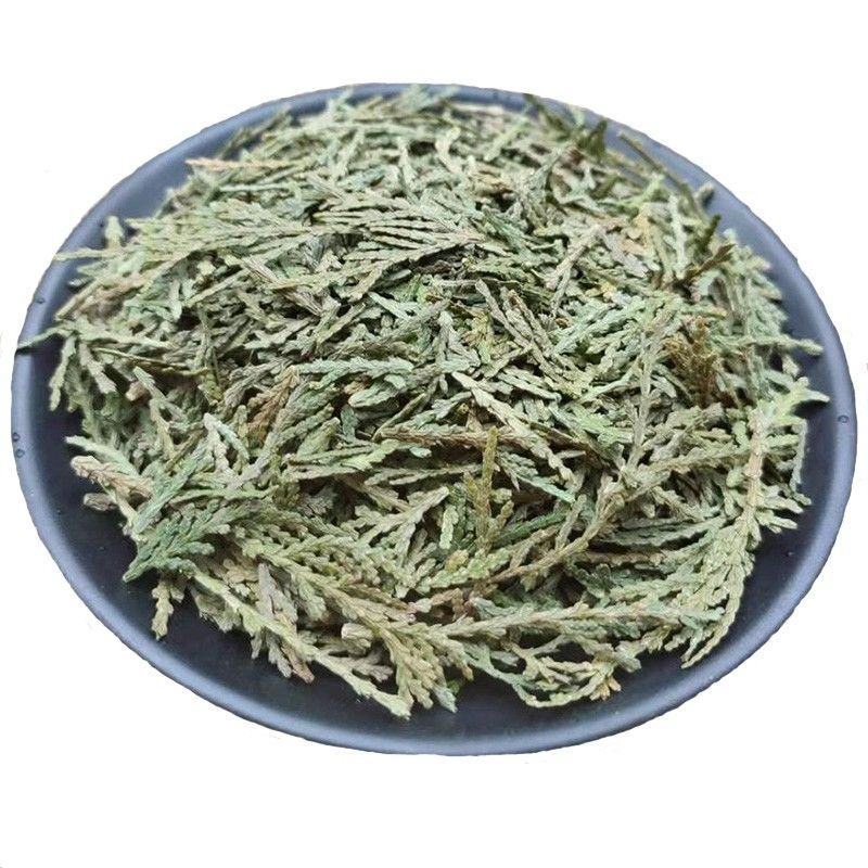 野生侧柏叶天然生发扁柏叶增发水新鲜晒干伯叶泡酒洗发防脱发