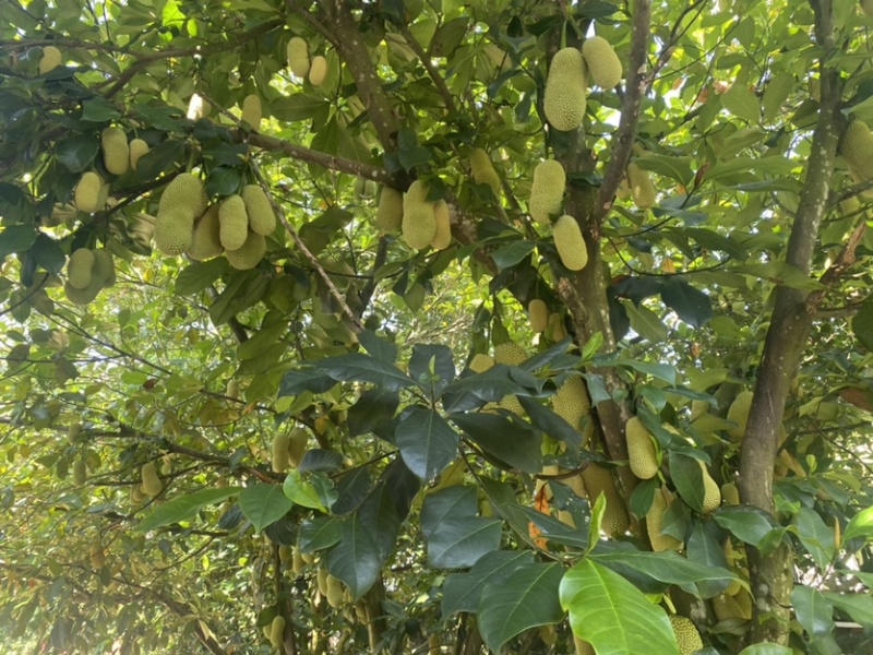 海南陵水榴莲蜜