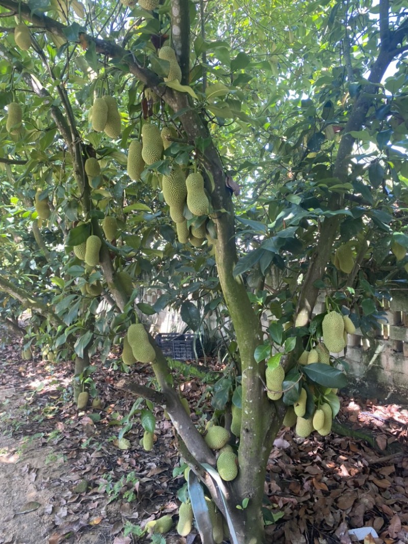 海南陵水榴莲蜜