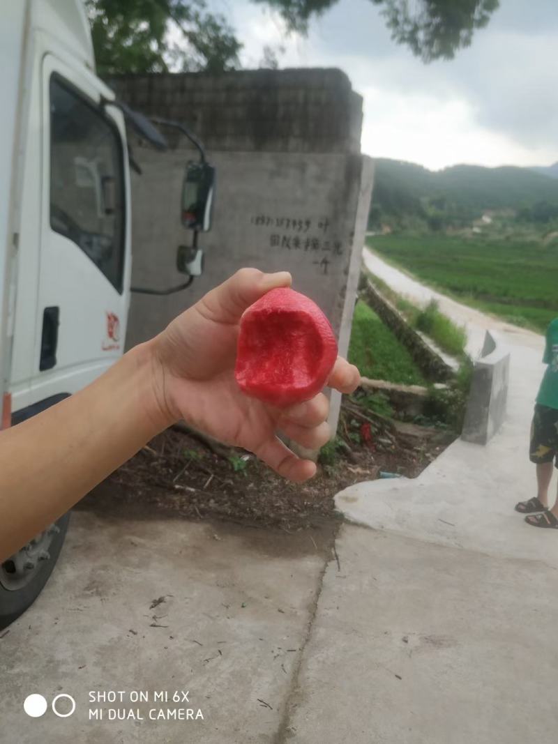 血桃桃子不离核湖北黄冈大别山