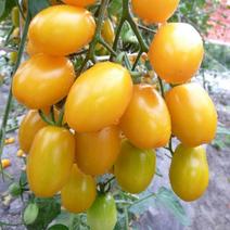 黄圣女果种子西红柿种籽高产樱桃小番茄四季阳台盆栽脆甜蔬菜