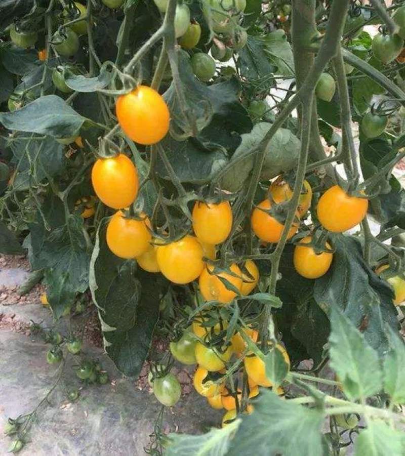 黄圣女果种子西红柿种籽高产樱桃小番茄四季阳台盆栽脆甜蔬菜