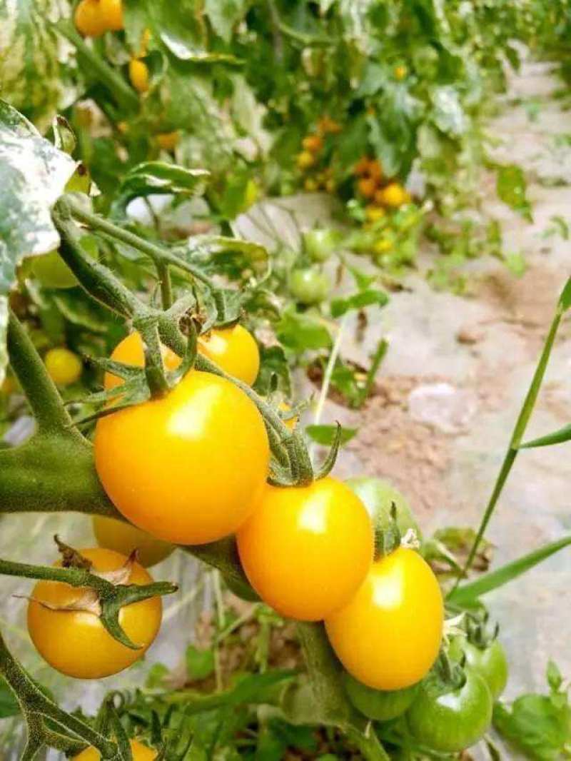 黄圣女果种子西红柿种籽高产樱桃小番茄四季阳台盆栽脆甜蔬菜