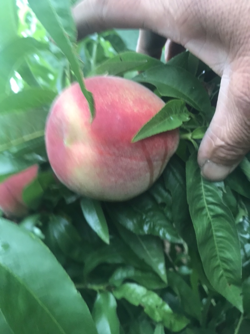 精品突围毛桃大量上市中货源充足汁水饱满欢迎咨询