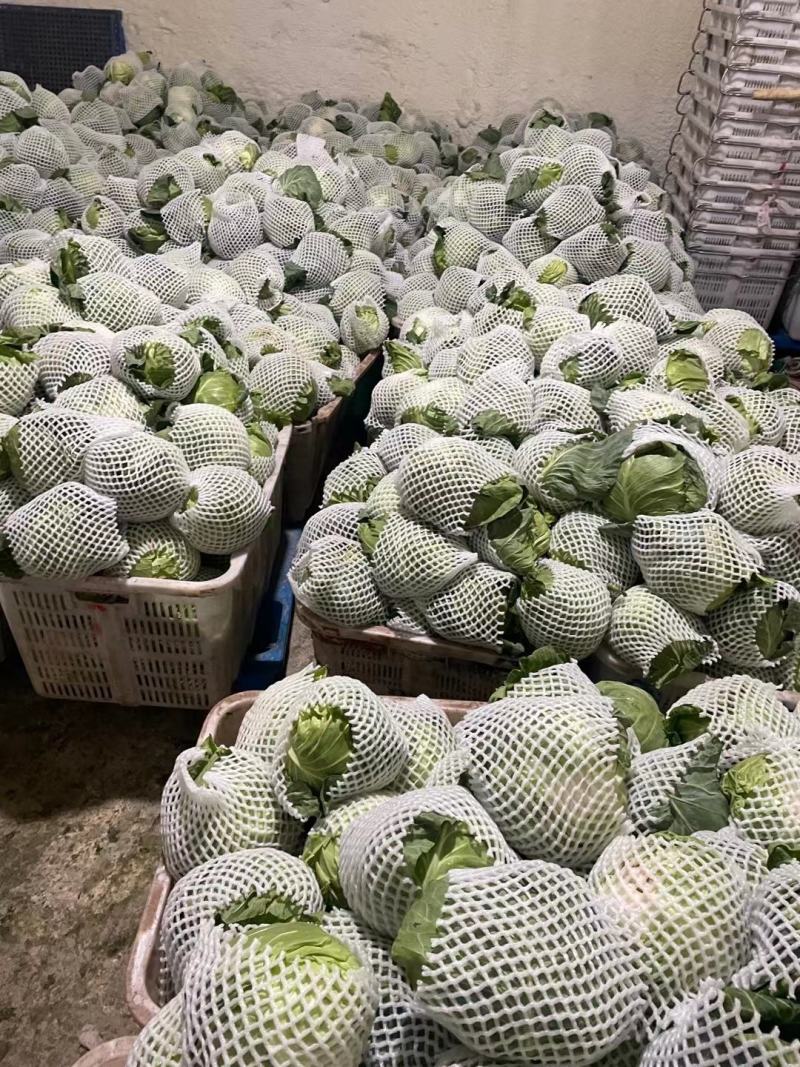 甘肃甘蓝中甘甘蓝定西精品高原甘蓝农户自种现摘现发产区直供