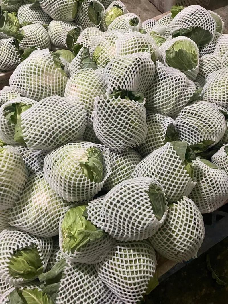甘肃甘蓝中甘甘蓝定西精品高原甘蓝农户自种现摘现发产区直供