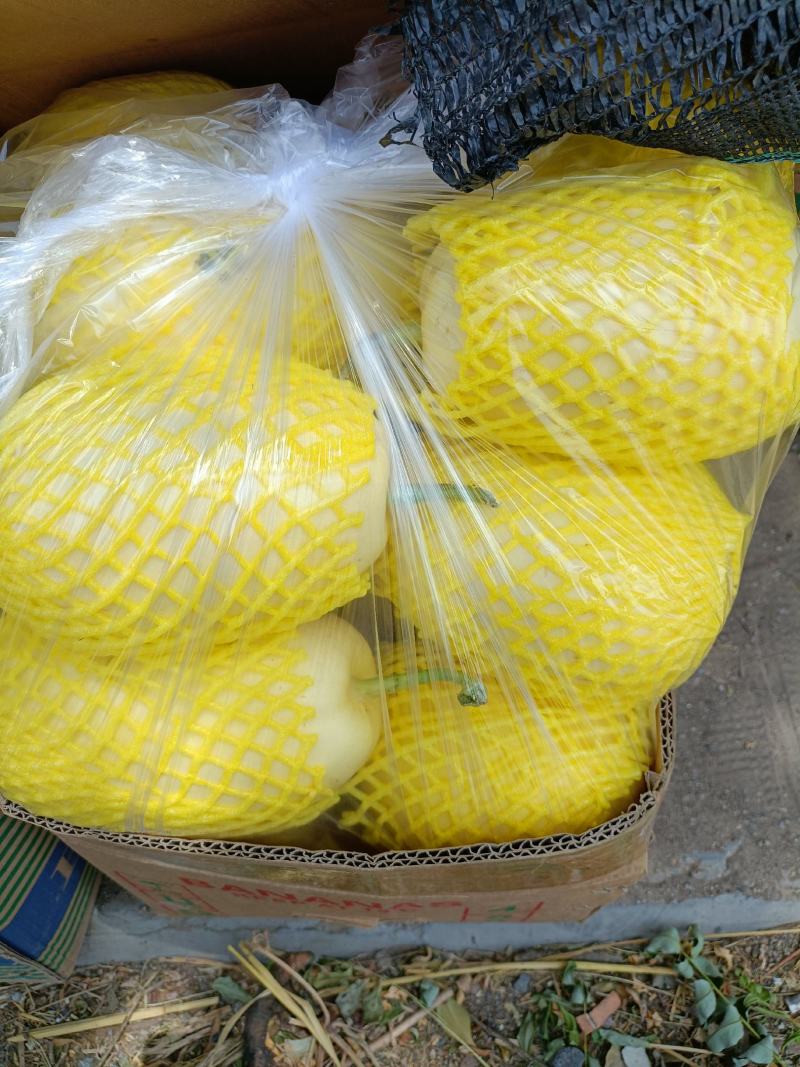 【好货】昌乐尧沟50万亩的甜瓜基地，山科蜜甜瓜大量有货