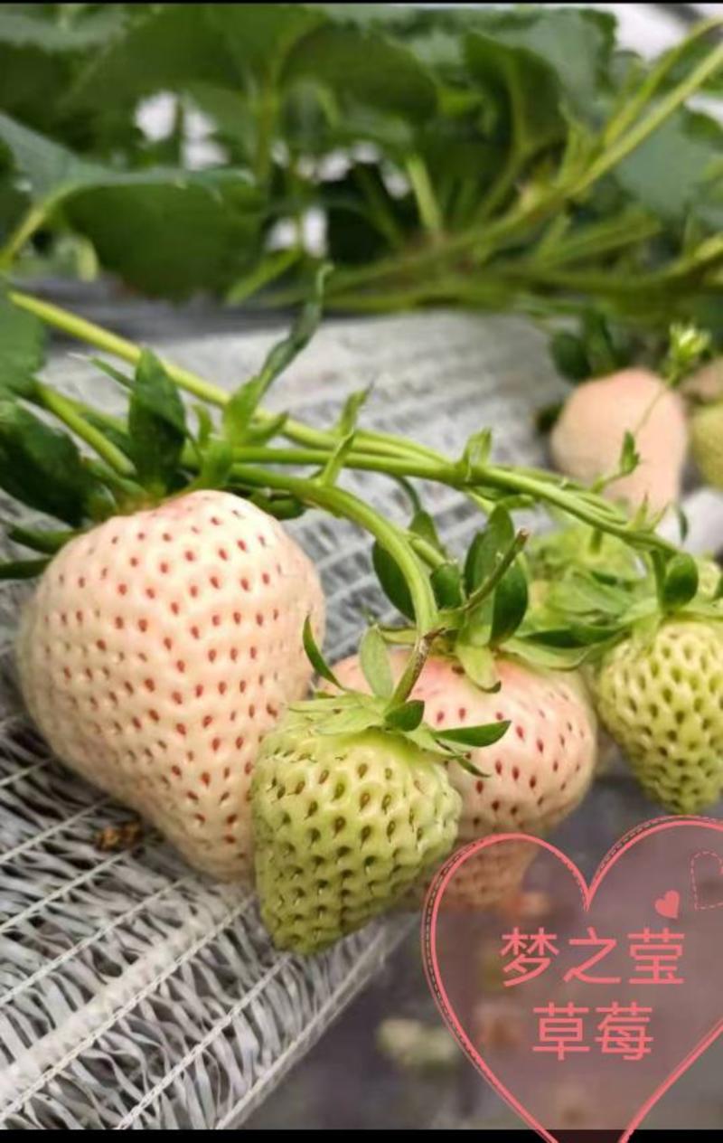 白草莓苗：梦之莹、梦之福、梦之姣、梦之瑶、梦粉己、梦晶