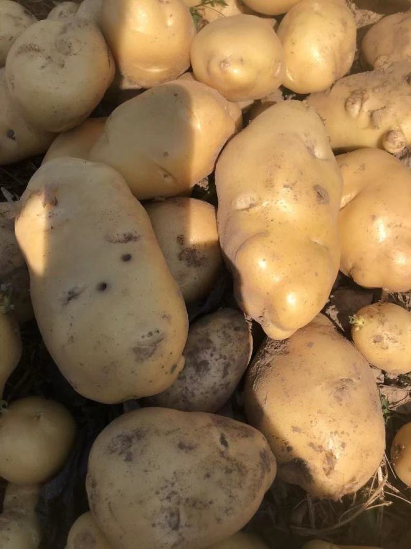 江苏黄皮黄心土豆，有100亩，全国发货，价格可谈。