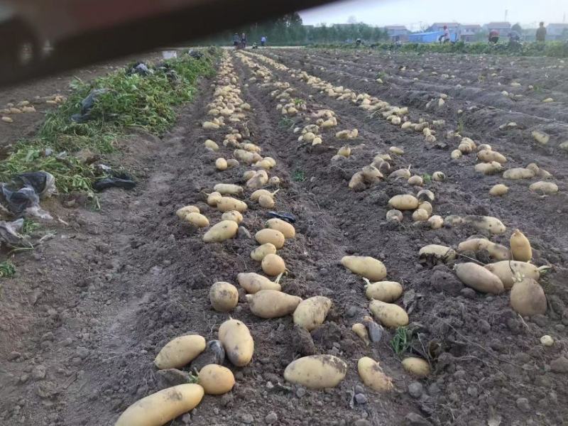 江苏黄皮黄心土豆，有100亩，全国发货，价格可谈。