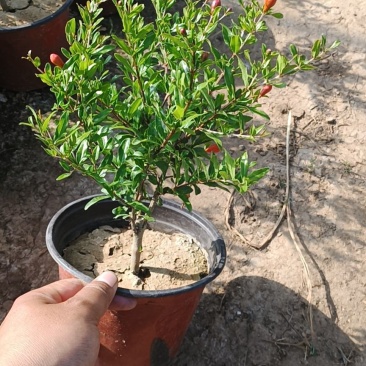 石榴花四季石榴宫灯石榴太阳红紫金钟