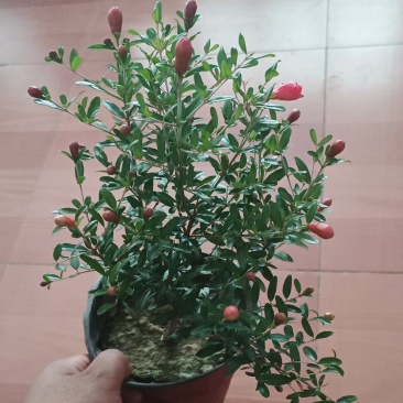 石榴花太阳红紫金钟四级石榴