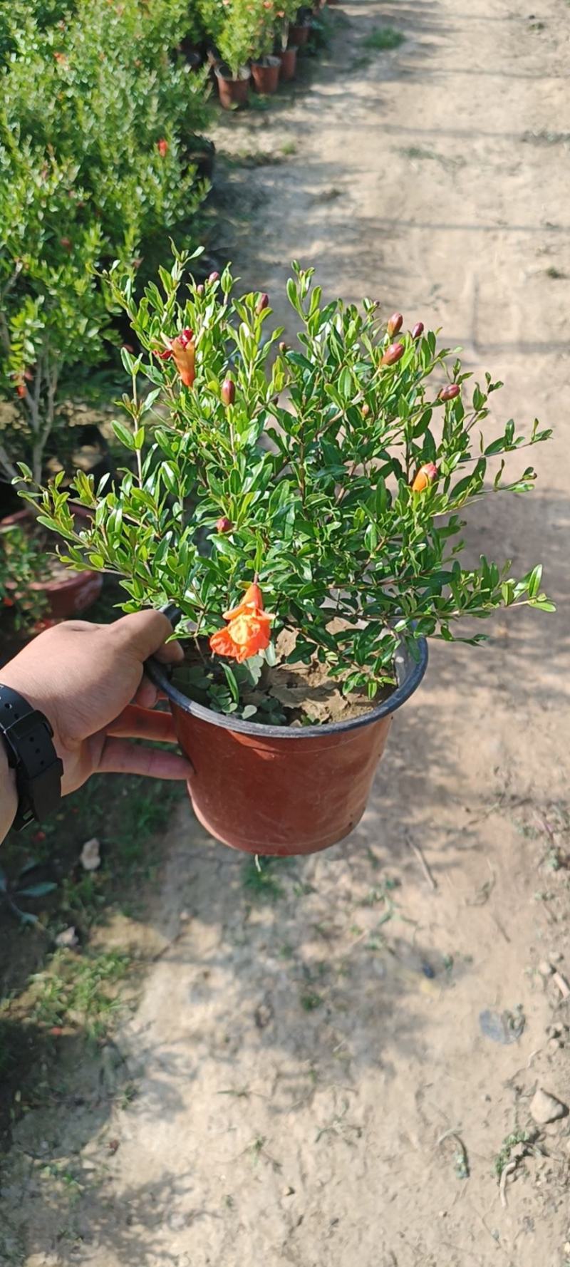 石榴花太阳红紫金钟四级石榴