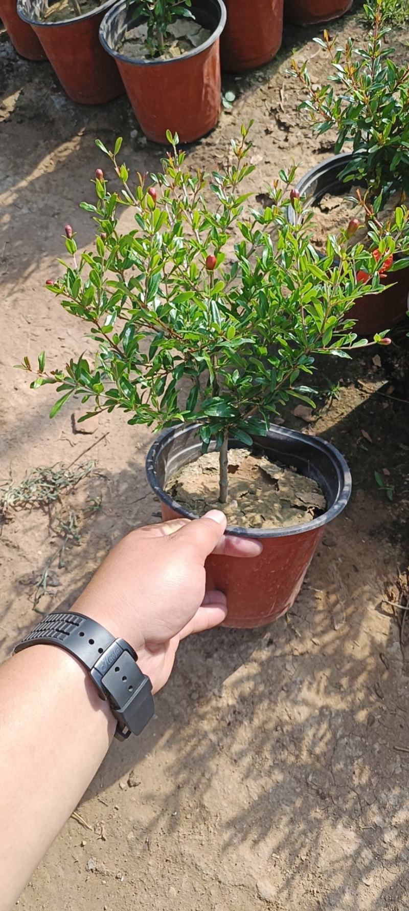 石榴花太阳红紫金钟四级石榴
