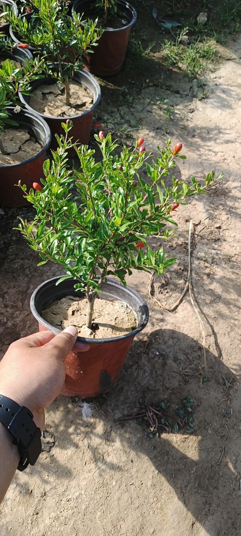 石榴花太阳红紫金钟四级石榴