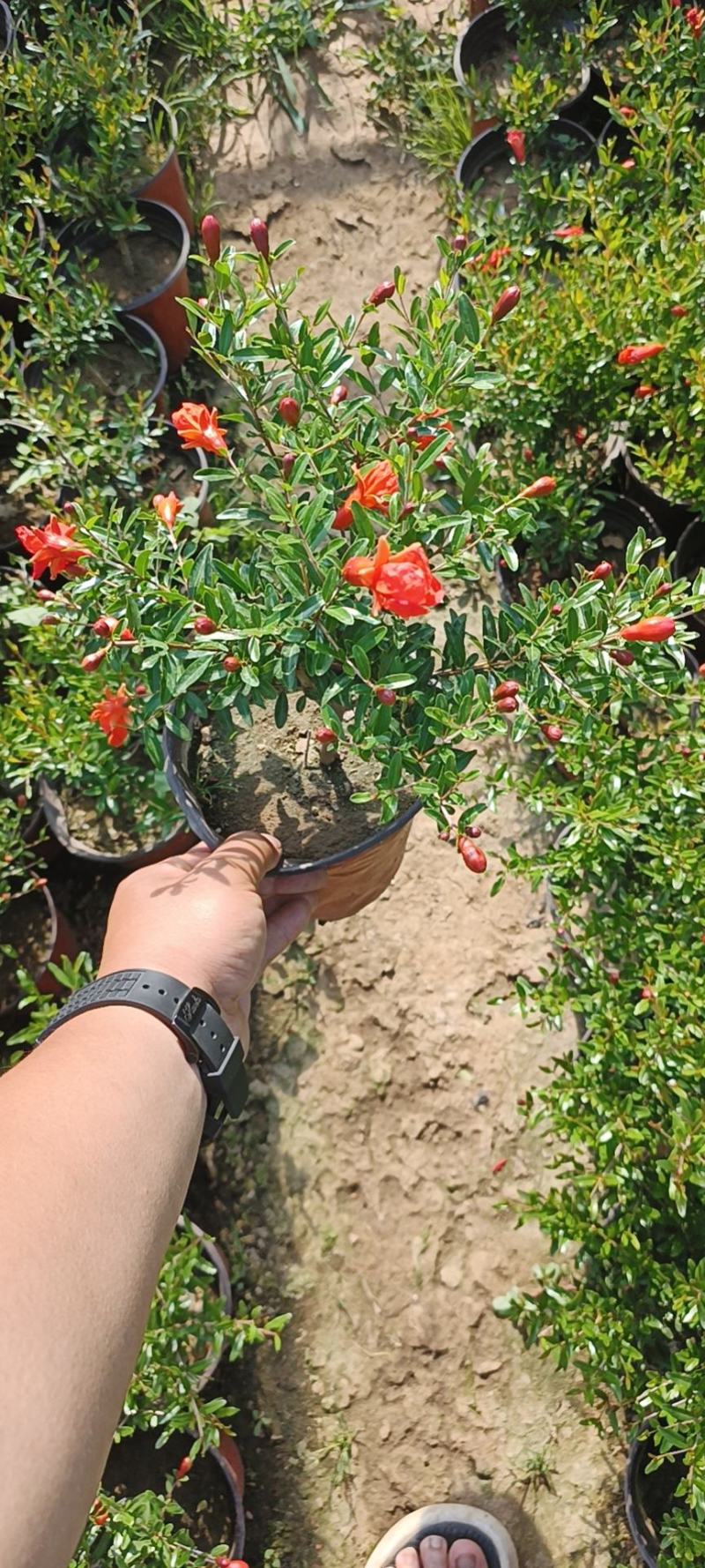 石榴花太阳红紫金钟四级石榴