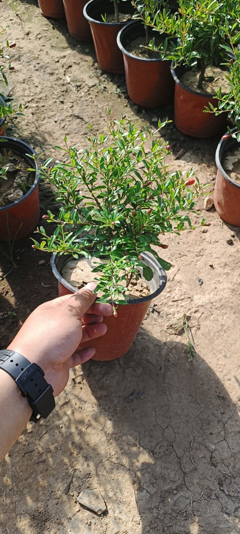 石榴花太阳红紫金钟四级石榴