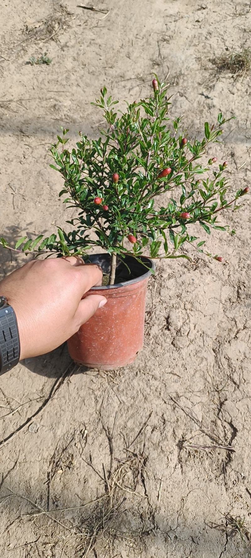 石榴花太阳红紫金钟四级石榴